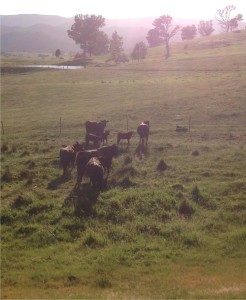 Cows at dawn