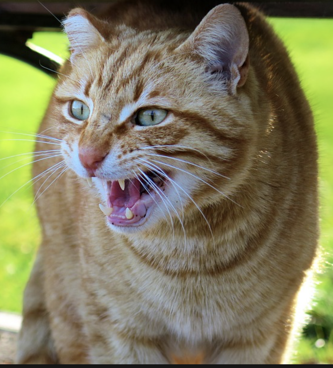 Кошка звуки слушать натуральные. Кот. Фото кота. Кошачьи звуки для котов. Шокированный кот.
